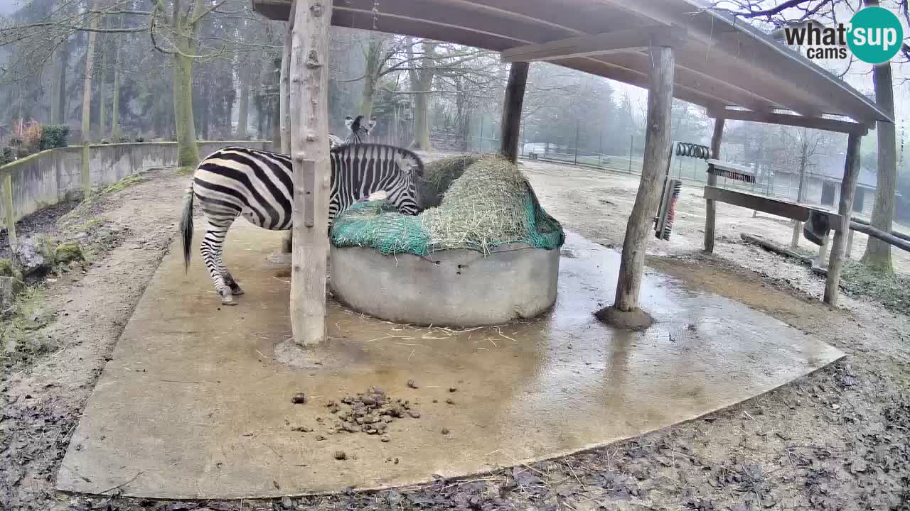 Camera en vivo Cebras in Ljubljana ZOO – Eslovenia