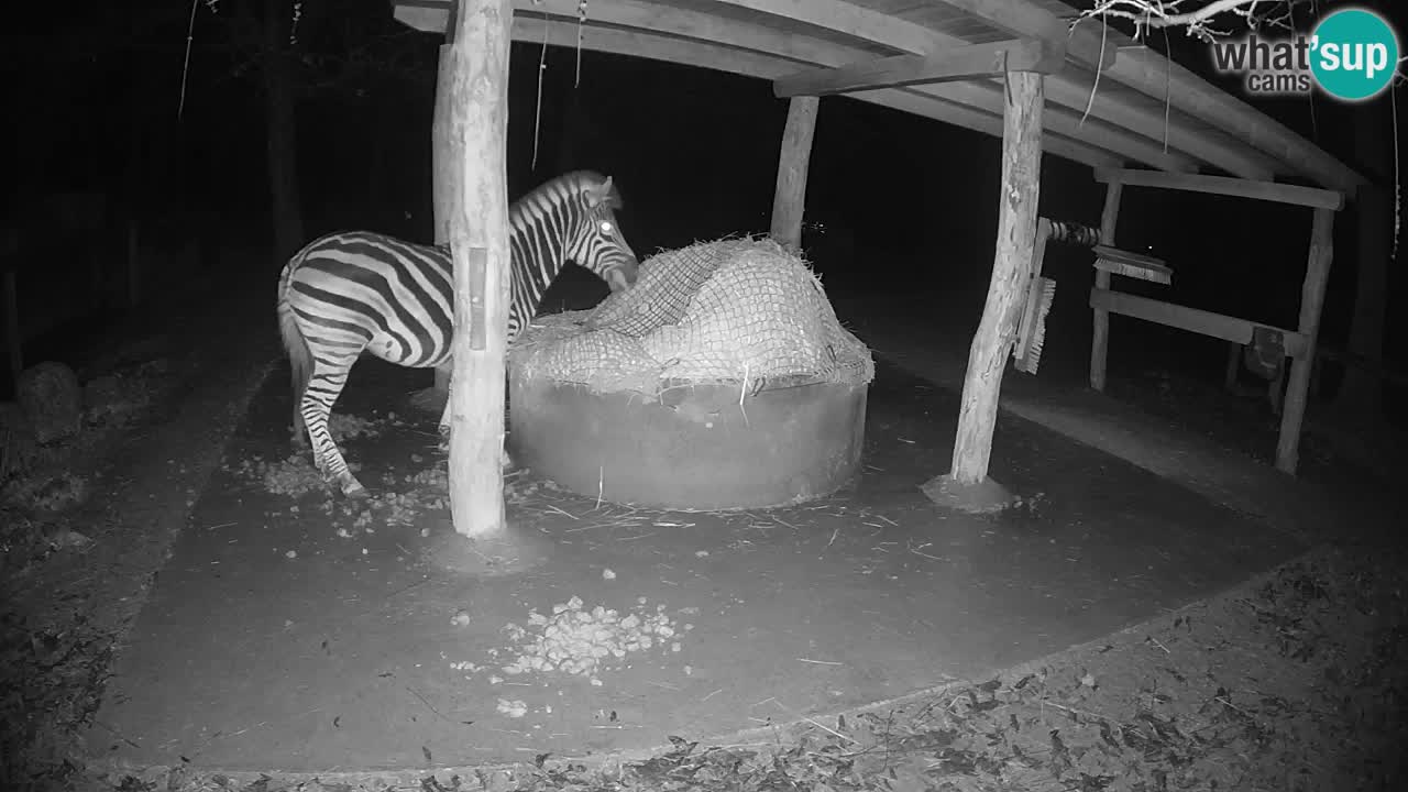 Camera en vivo Cebras in Ljubljana ZOO – Eslovenia