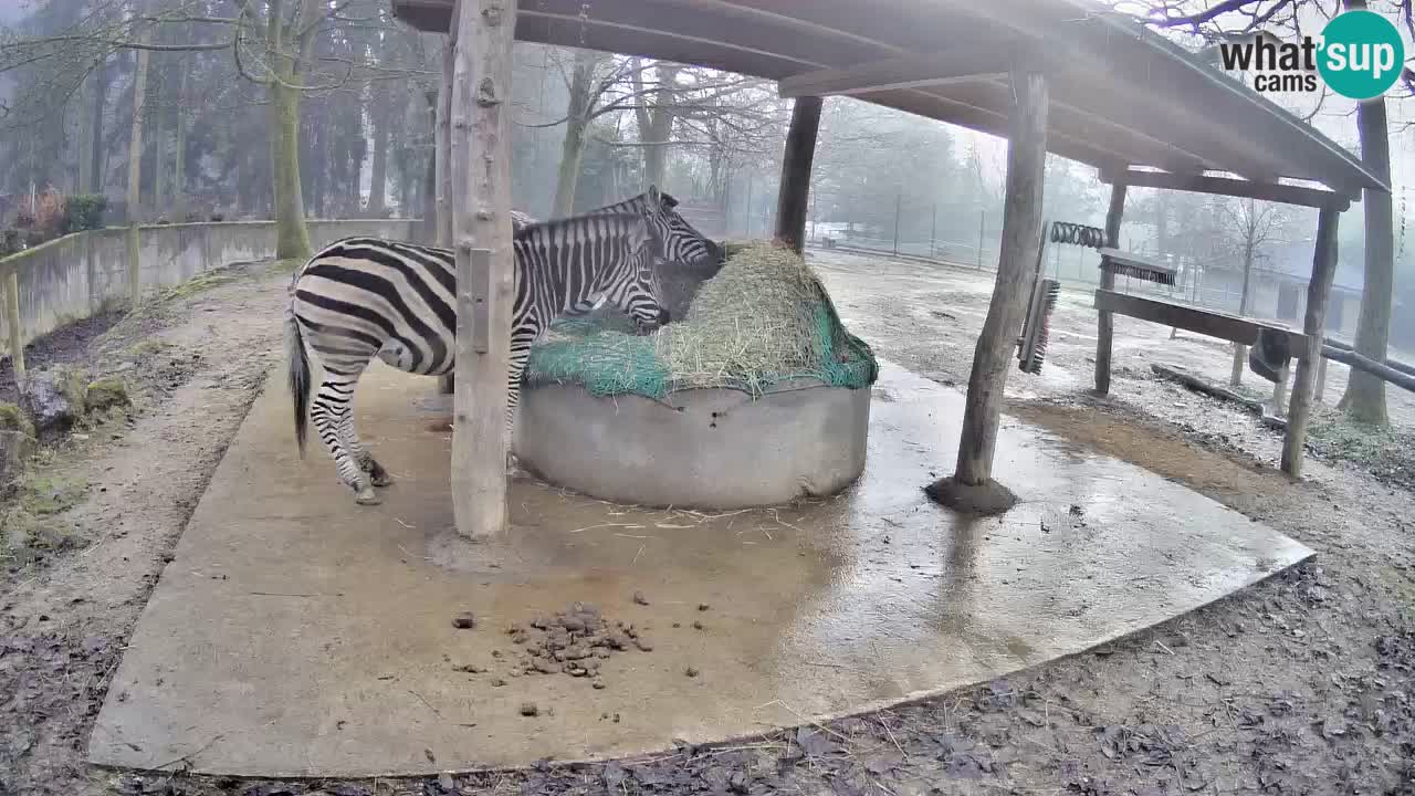 Web kamera uživo Zebras u ZOO Ljubljana – Slovenija