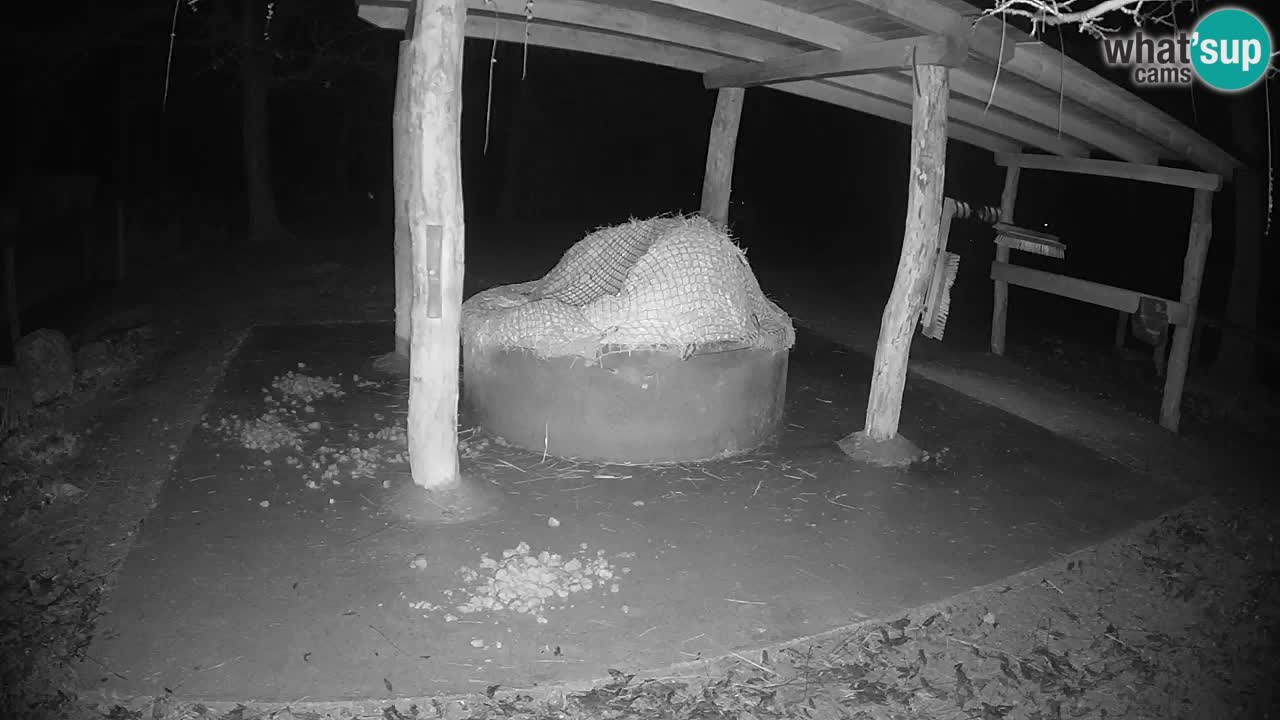 Camera en vivo Cebras in Ljubljana ZOO – Eslovenia