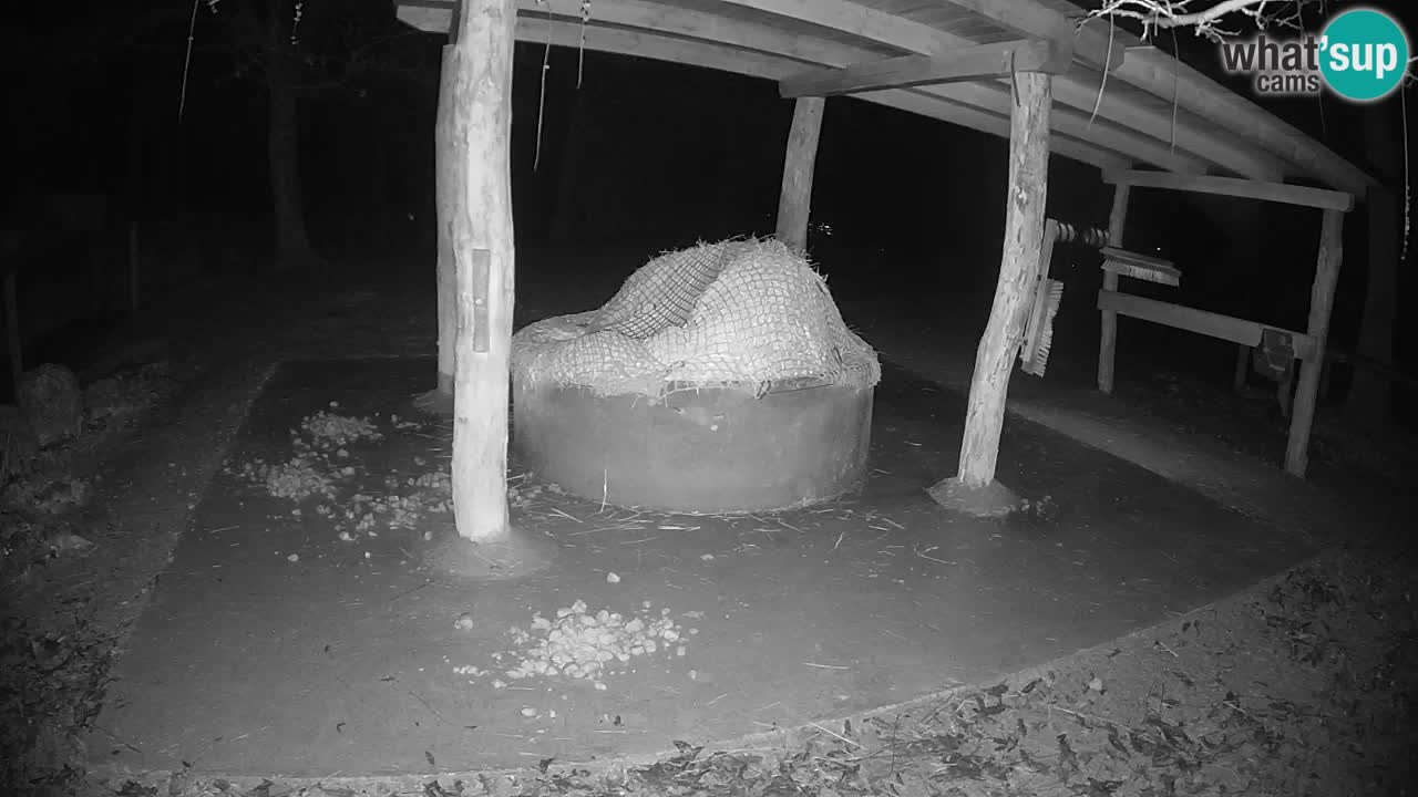 Camera en vivo Cebras in Ljubljana ZOO – Eslovenia