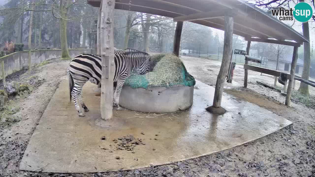 Live webcam Zebras in Ljubljana ZOO – Slovenia