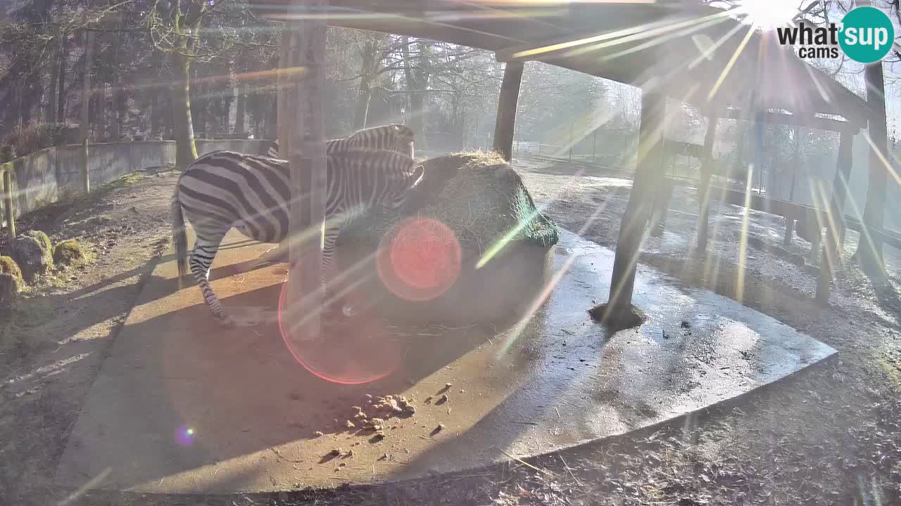 Zebre v živo v živalskem vrtu Ljubljana ZOO spletne kamere