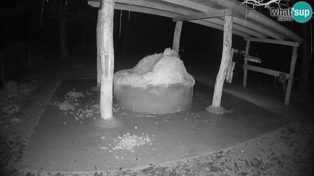 Le Zebre nello ZOO di Ljubljana – Slovenia Live webcam