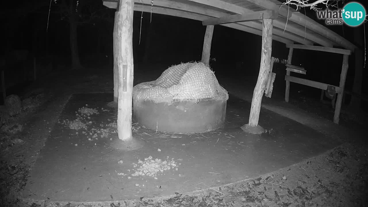 Le Zebre nello ZOO di Ljubljana – Slovenia Live webcam