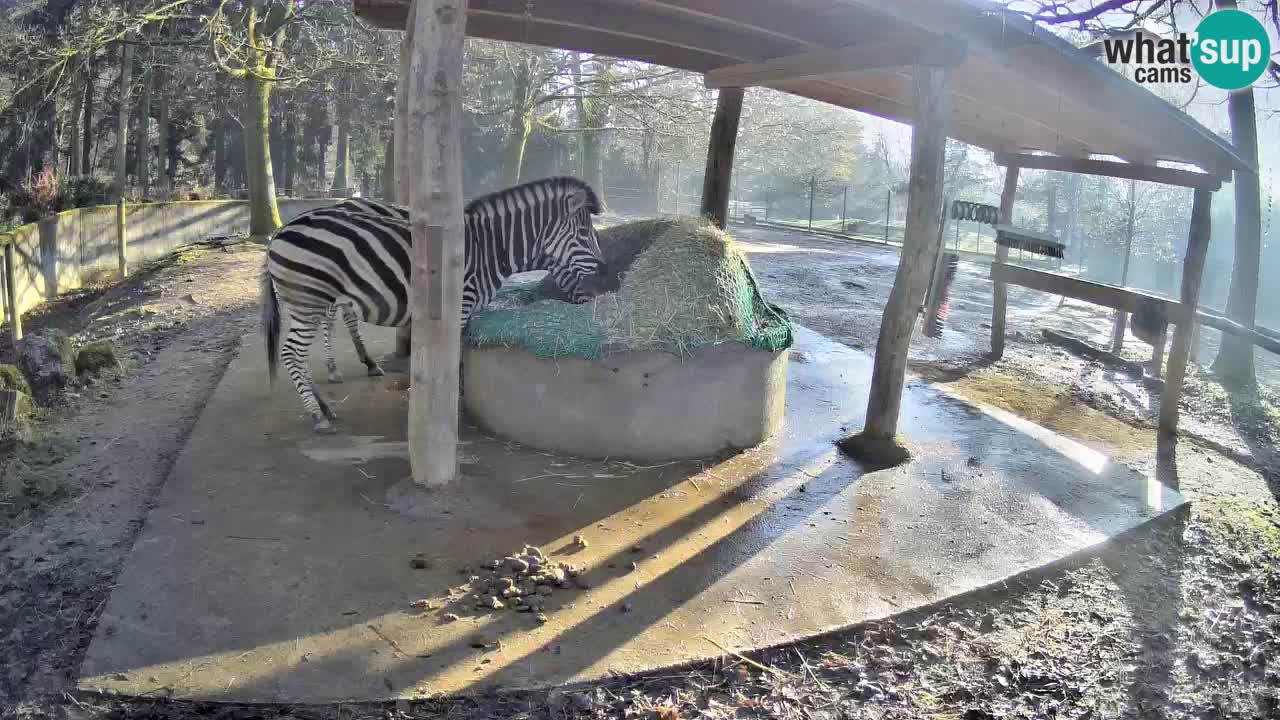 Live webcam Zebras in Ljubljana ZOO – Slovenia