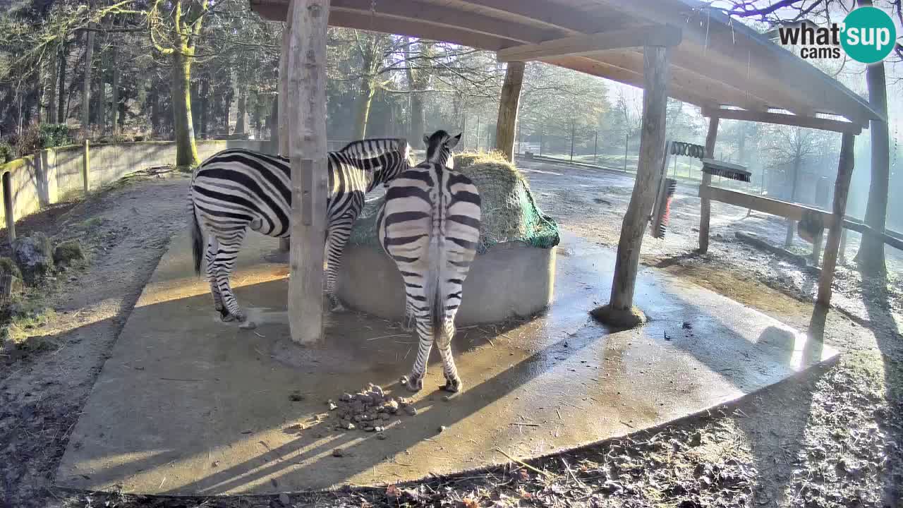 Live Webcam Zebras in Ljubljana ZOO – Slowenien