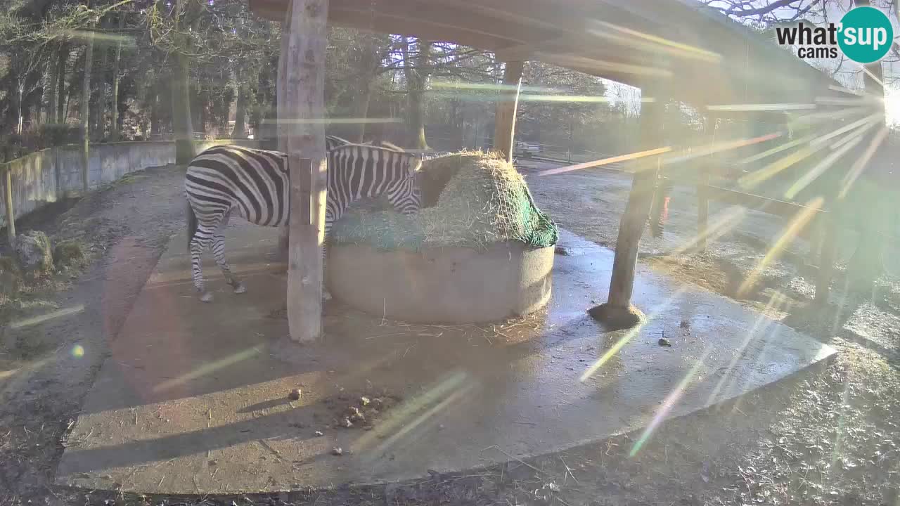 Zebre v živo v živalskem vrtu Ljubljana ZOO spletne kamere