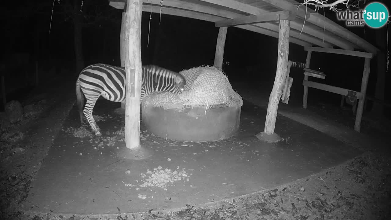 Zebre v živo v živalskem vrtu Ljubljana ZOO spletne kamere