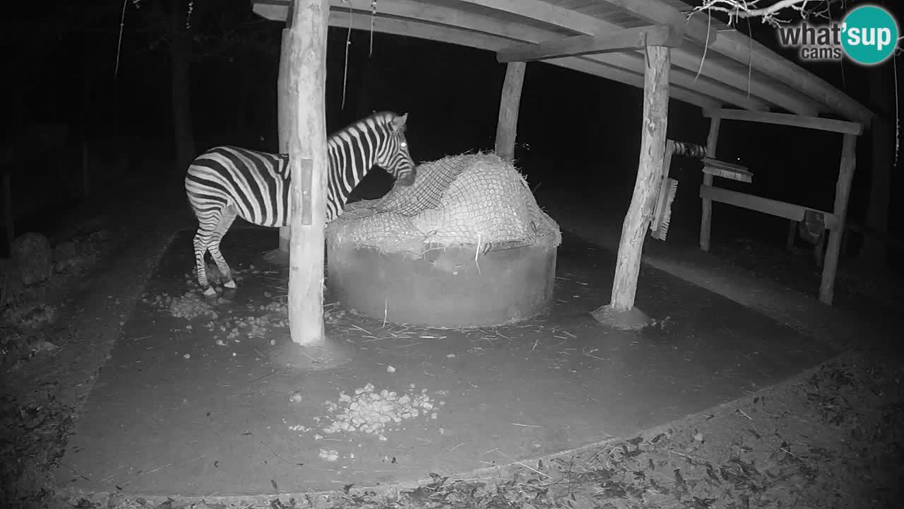 Zebre v živo v živalskem vrtu Ljubljana ZOO spletne kamere