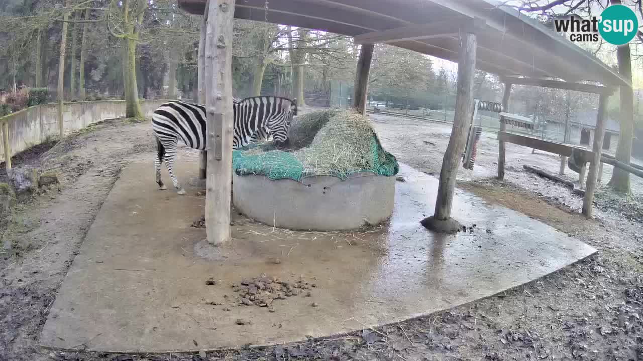 Le Zebre nello ZOO di Ljubljana – Slovenia Live webcam