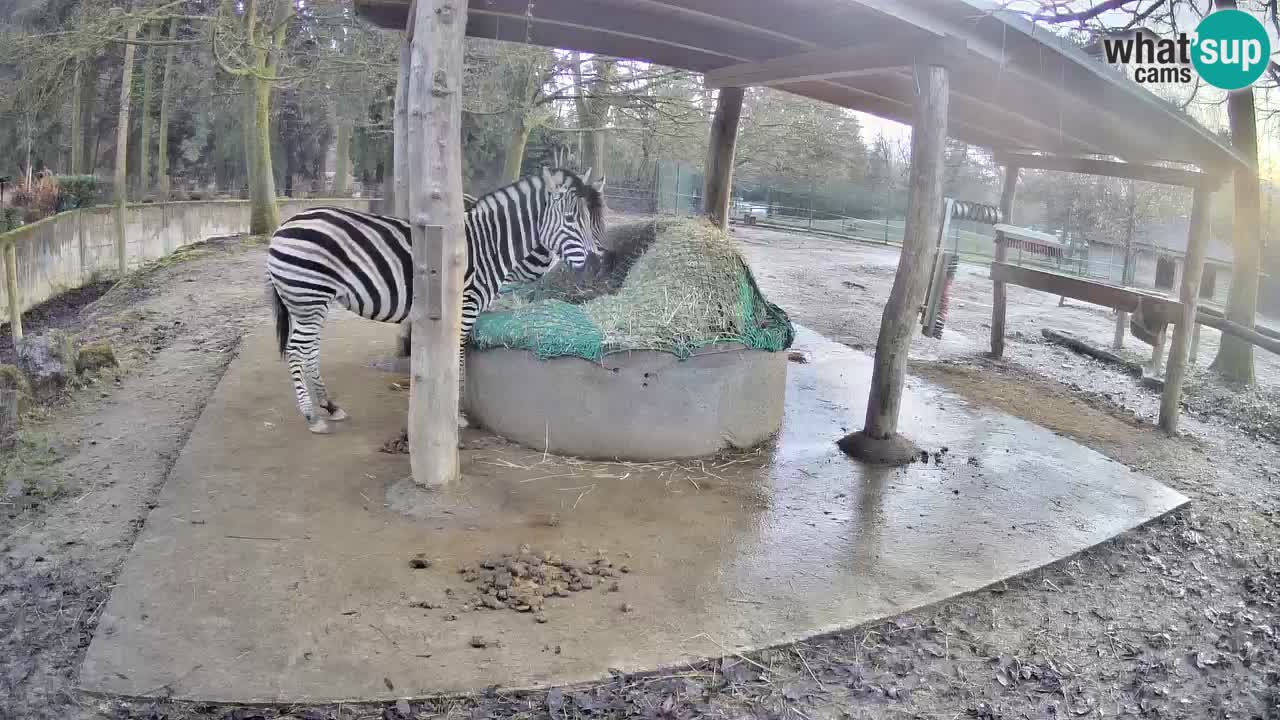 Live webcam Zebras in Ljubljana ZOO – Slovenia