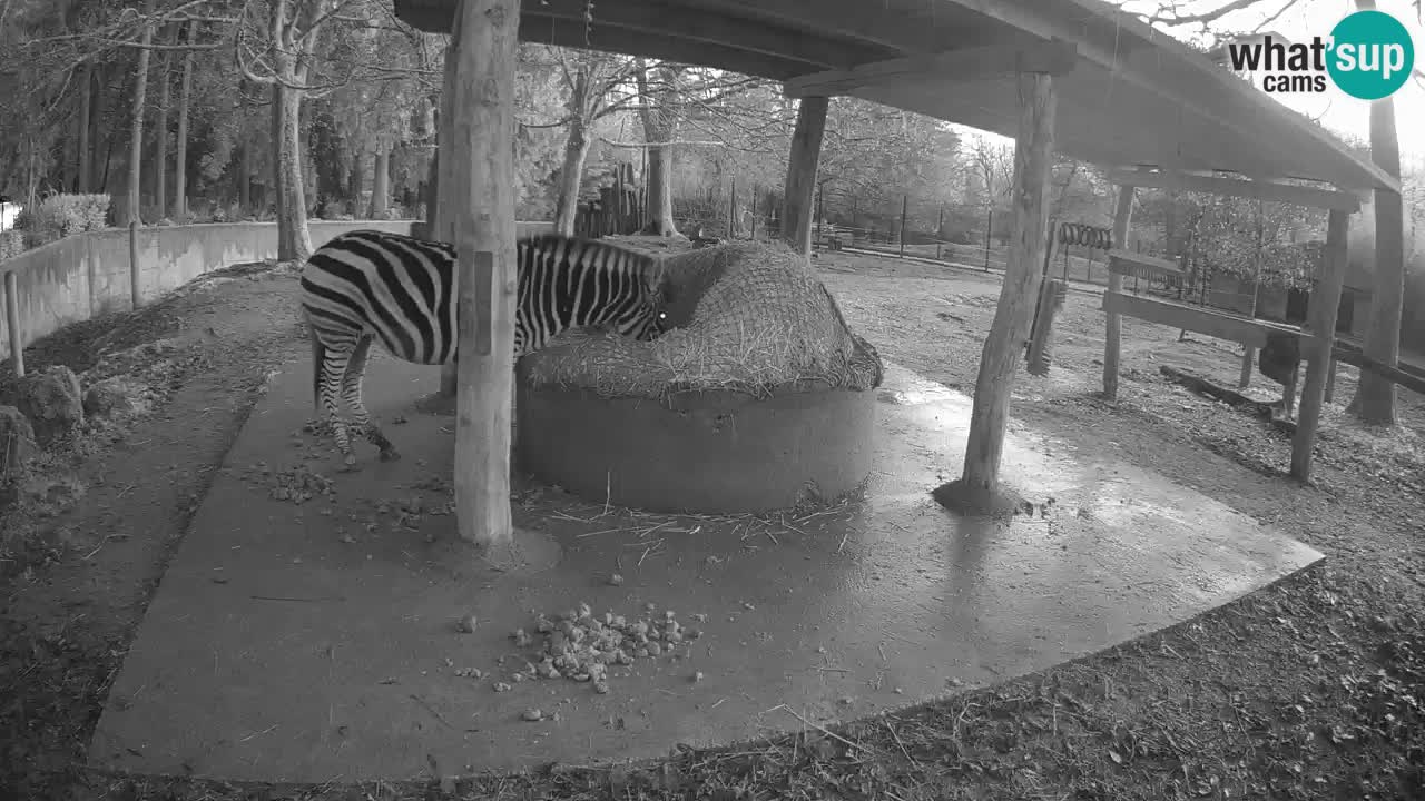 Live webcam Zebras in Ljubljana ZOO – Slovenia
