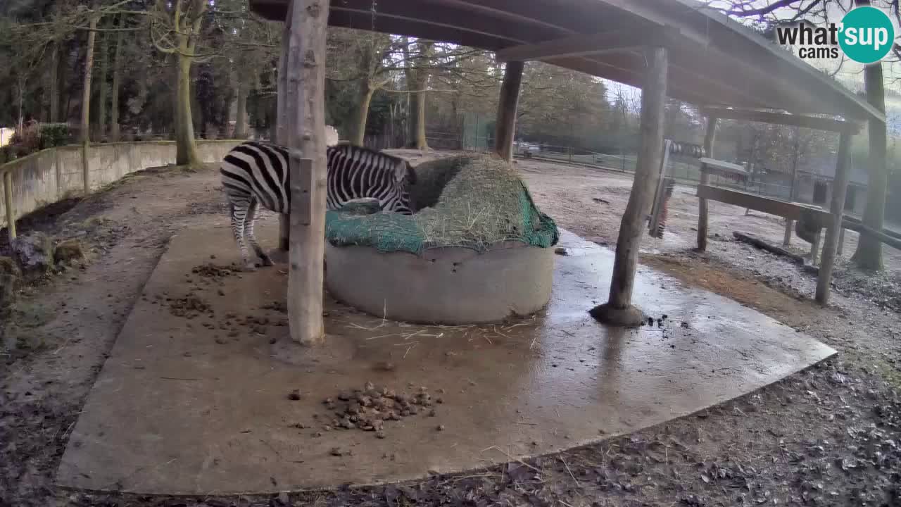 Live webcam Les zèbres in Ljubljana ZOO – Slovénie