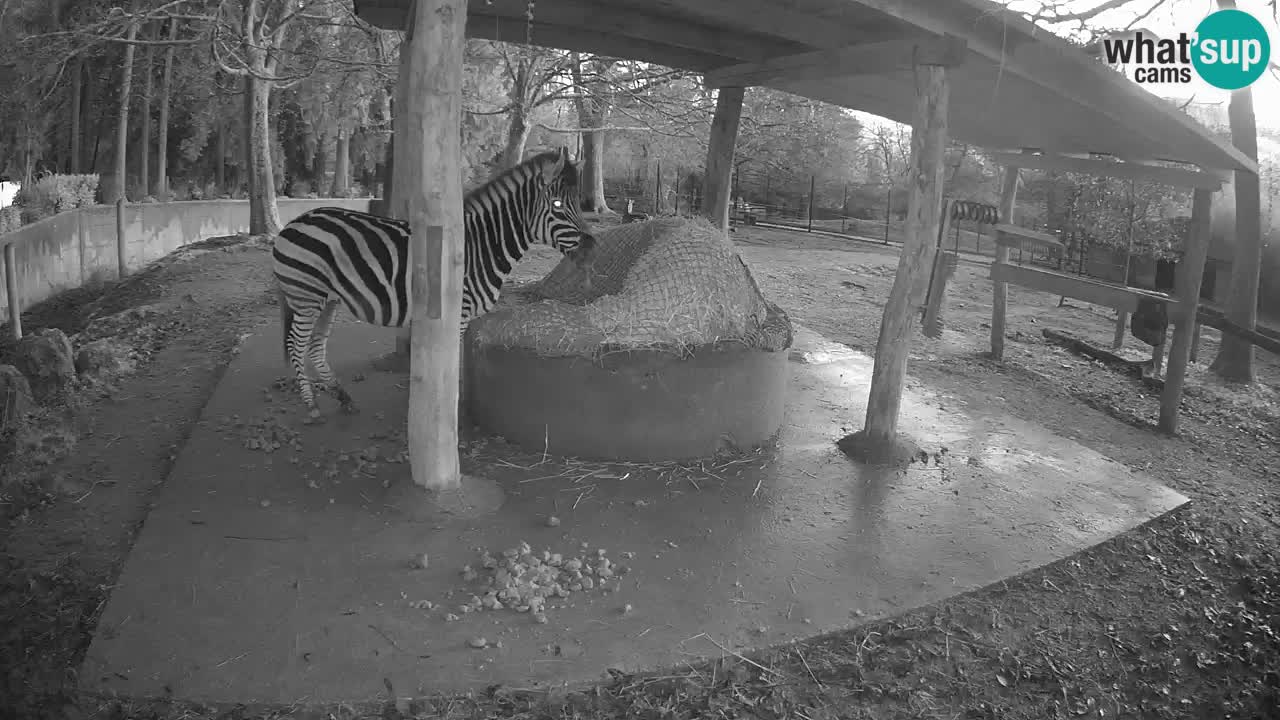 Le Zebre nello ZOO di Ljubljana – Slovenia Live webcam