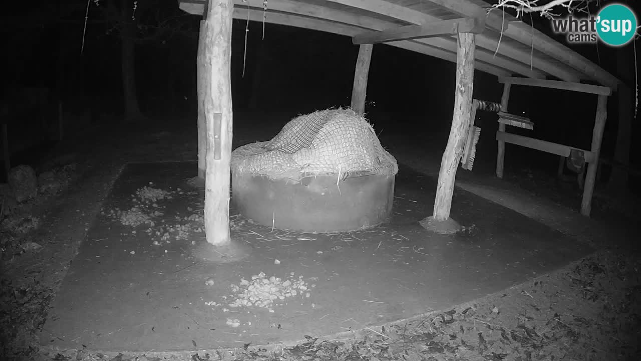 Camera en vivo Cebras in Ljubljana ZOO – Eslovenia