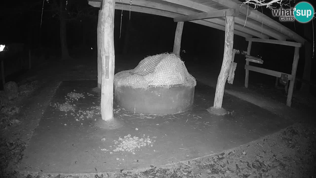 Zebre v živo v živalskem vrtu Ljubljana ZOO spletne kamere