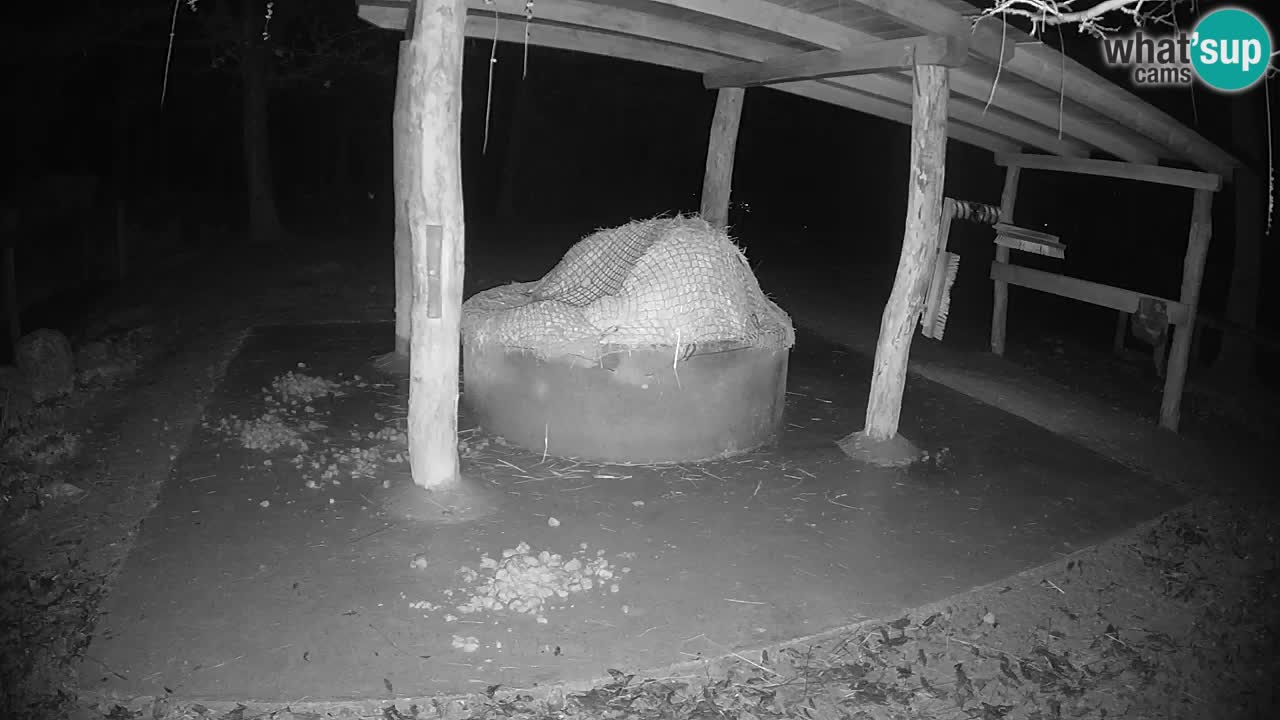 Live webcam Les zèbres in Ljubljana ZOO – Slovénie