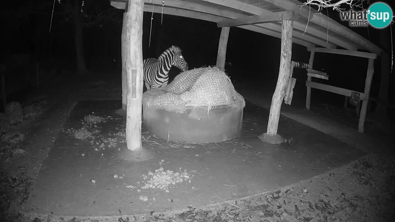 Live webcam Zebras in Ljubljana ZOO – Slovenia