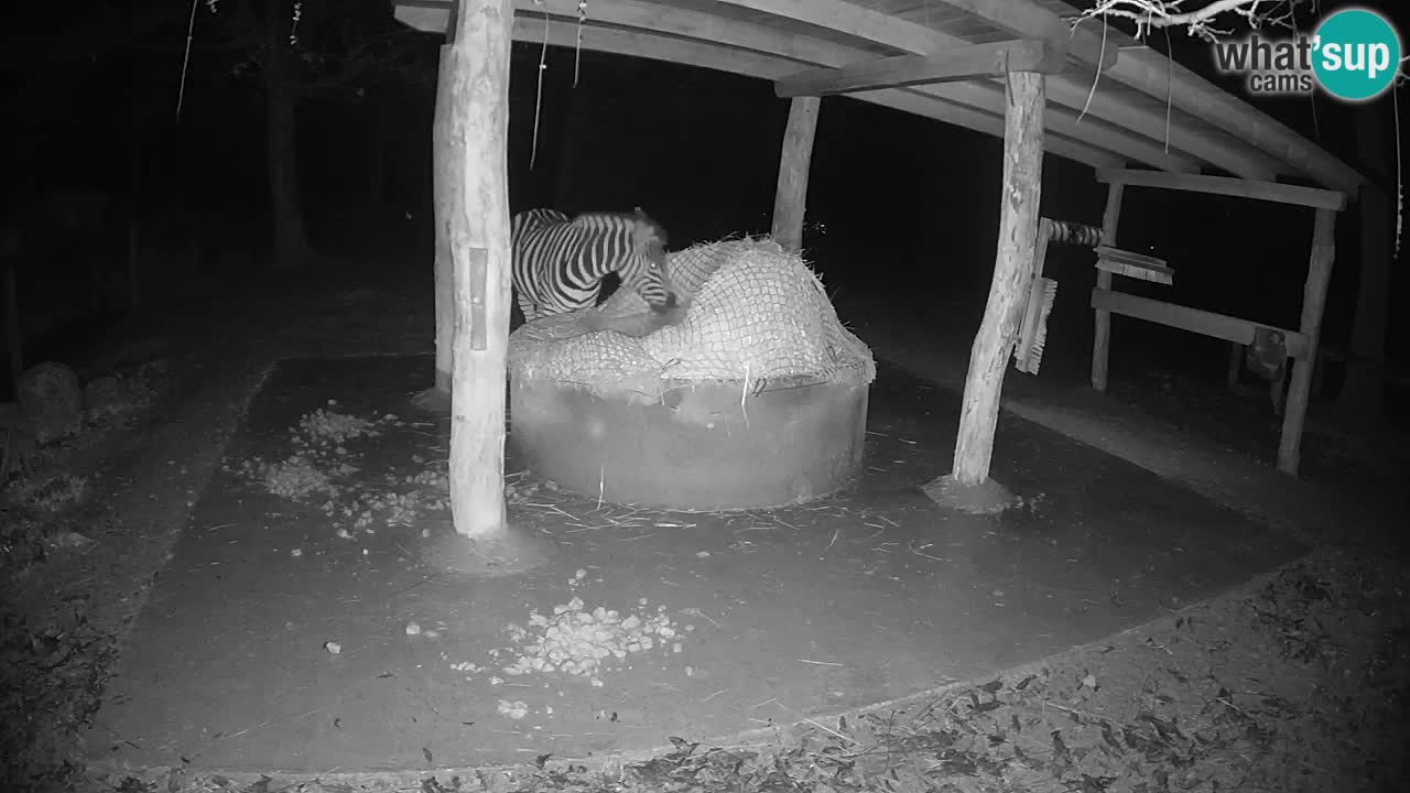 Zebre v živo v živalskem vrtu Ljubljana ZOO spletne kamere