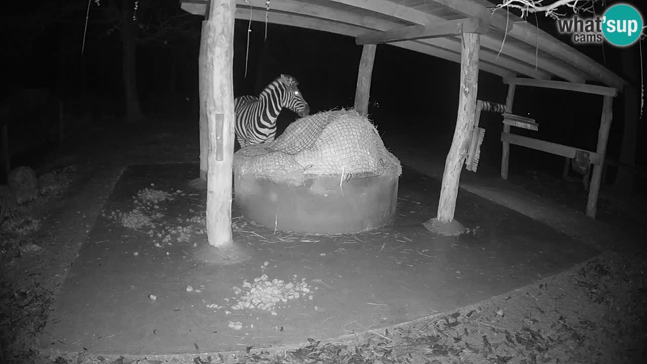 Zebre v živo v živalskem vrtu Ljubljana ZOO spletne kamere