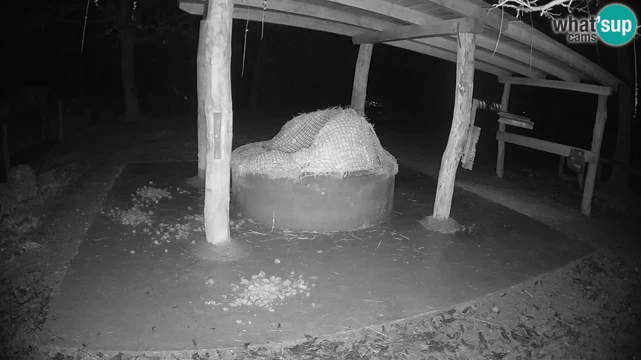 Zebre v živo v živalskem vrtu Ljubljana ZOO spletne kamere