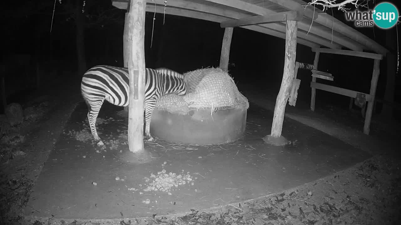 Live Webcam Zebras in Ljubljana ZOO – Slowenien