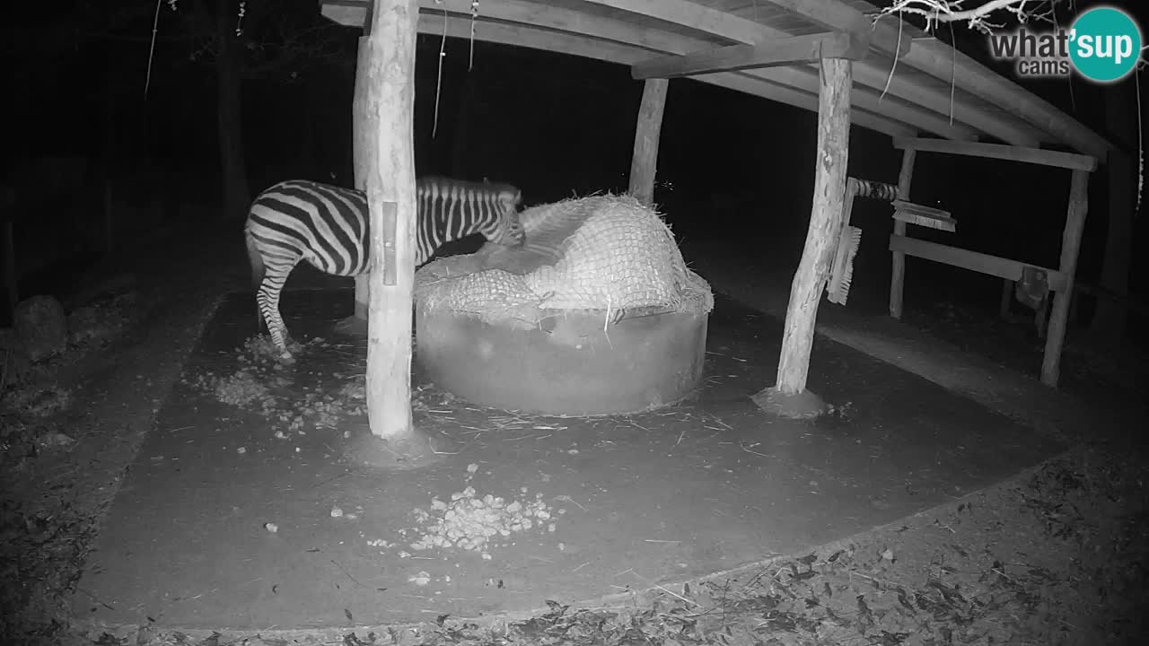 Le Zebre nello ZOO di Ljubljana – Slovenia Live webcam