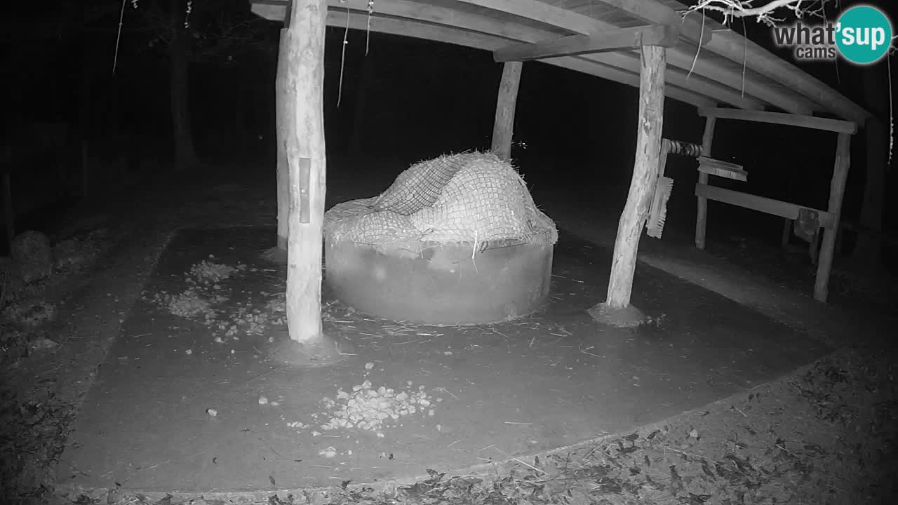 Camera en vivo Cebras in Ljubljana ZOO – Eslovenia