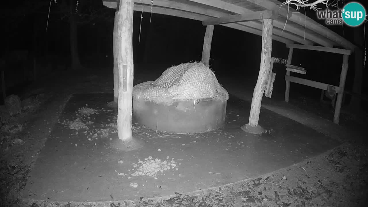 Live webcam Zebras in Ljubljana ZOO – Slovenia