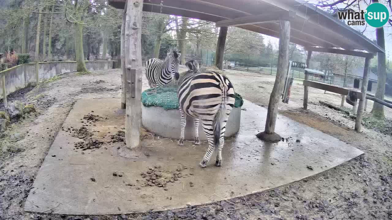 Live webcam Les zèbres in Ljubljana ZOO – Slovénie