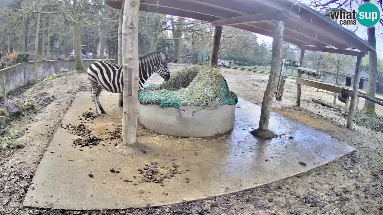 Le Zebre nello ZOO di Ljubljana – Slovenia Live webcam