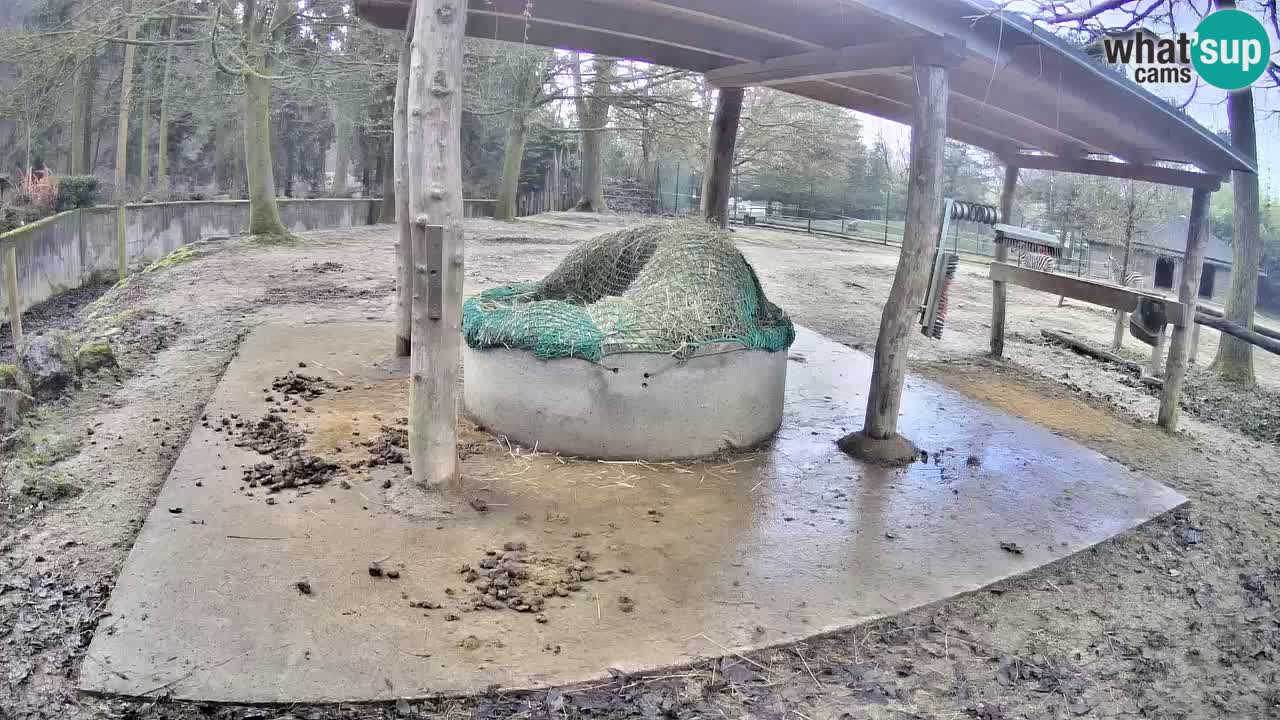 Web kamera uživo Zebras u ZOO Ljubljana – Slovenija