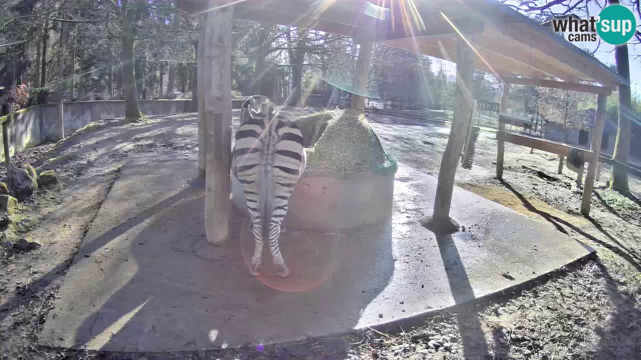 Live webcam Les zèbres in Ljubljana ZOO – Slovénie