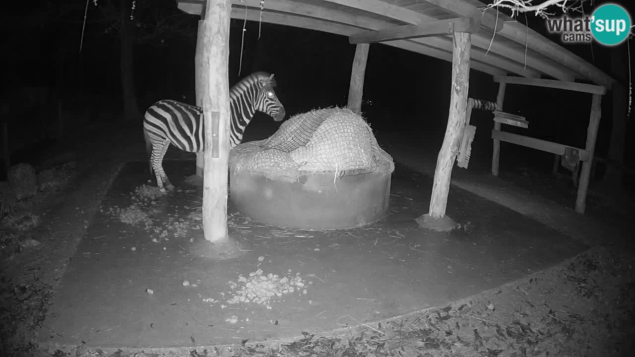 Web kamera uživo Zebras u ZOO Ljubljana – Slovenija