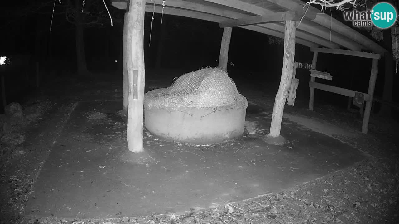 Live webcam Zebras in Ljubljana ZOO – Slovenia