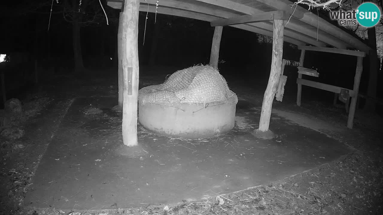 Camera en vivo Cebras in Ljubljana ZOO – Eslovenia