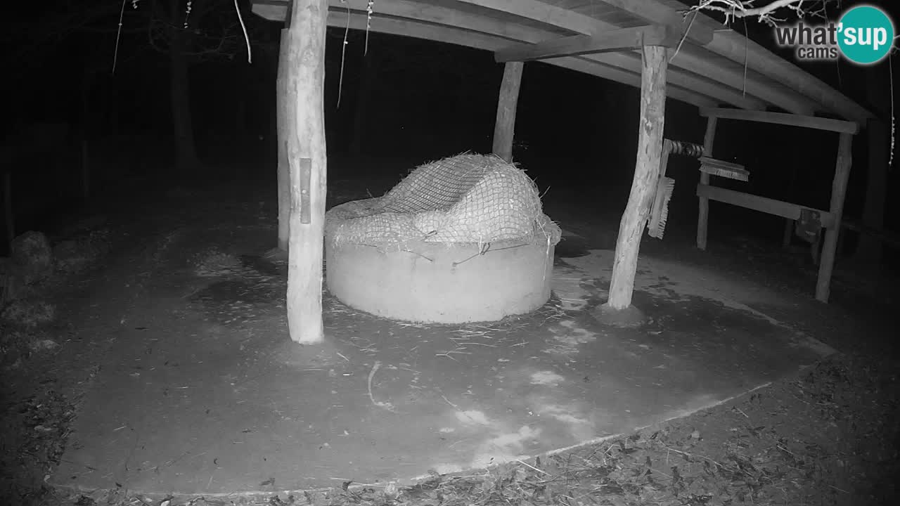 Camera en vivo Cebras in Ljubljana ZOO – Eslovenia