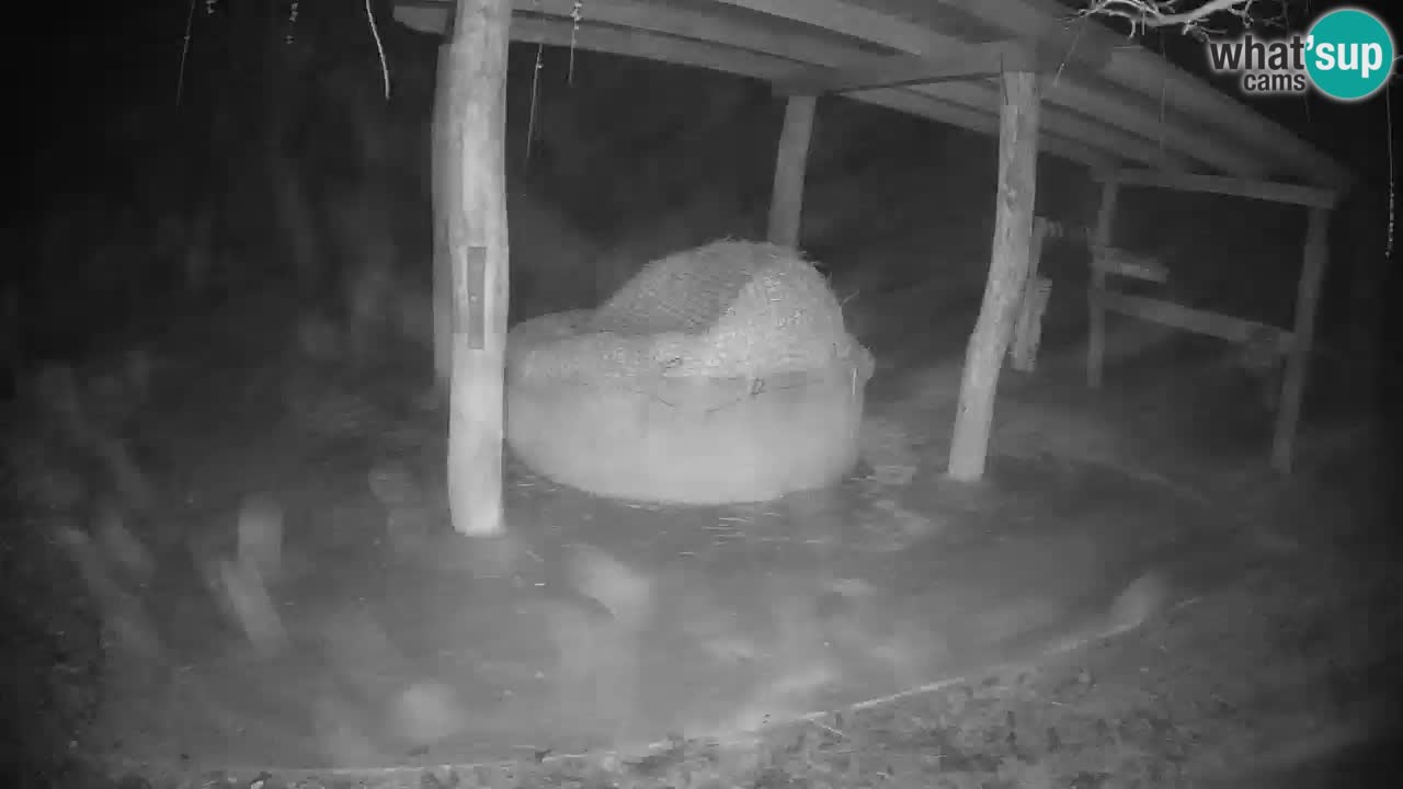 Web kamera uživo Zebras u ZOO Ljubljana – Slovenija