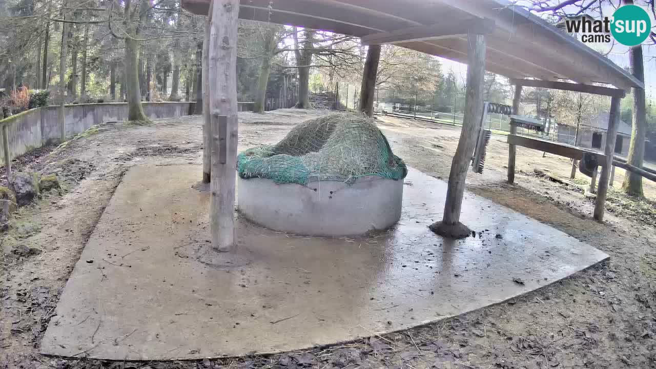 Le Zebre nello ZOO di Ljubljana – Slovenia Live webcam