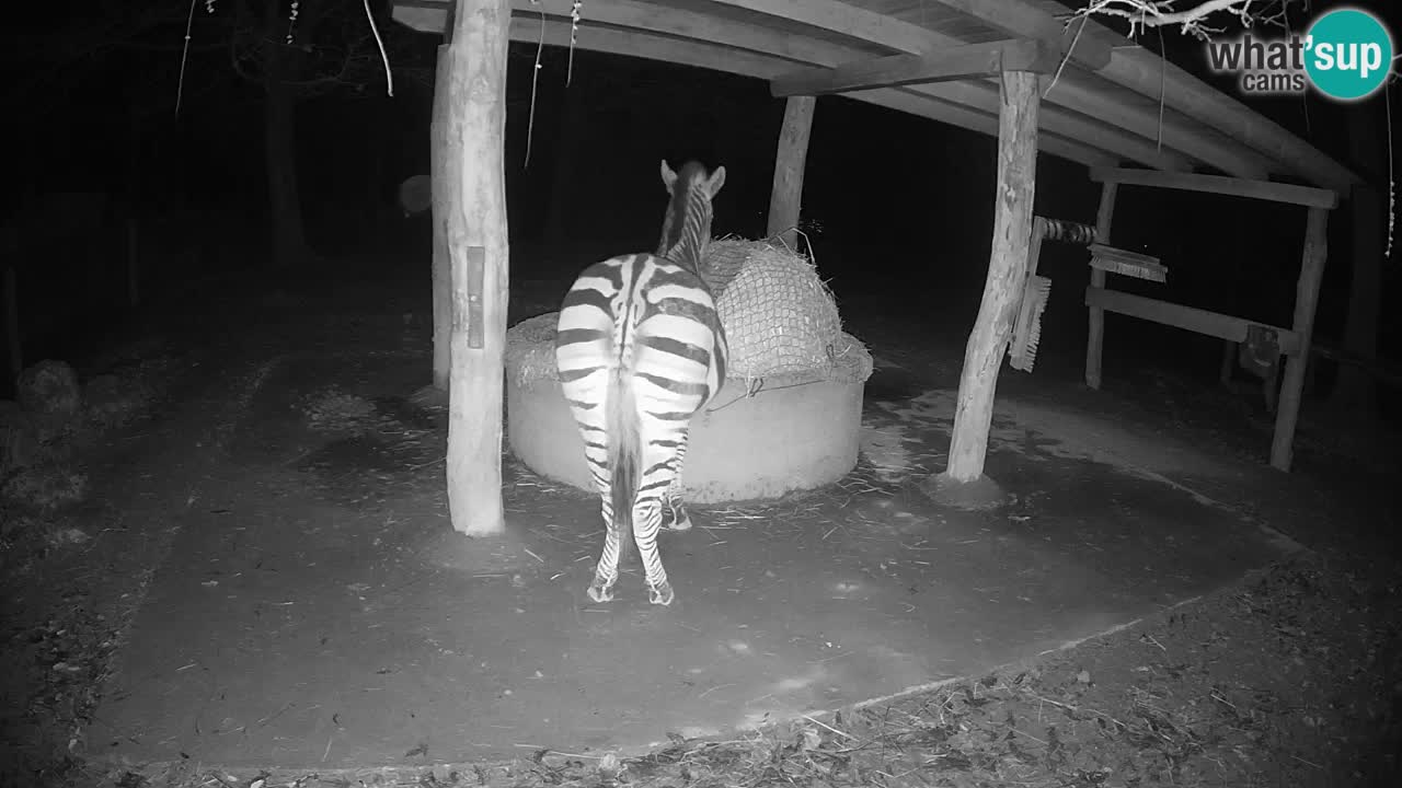 Live webcam Les zèbres in Ljubljana ZOO – Slovénie