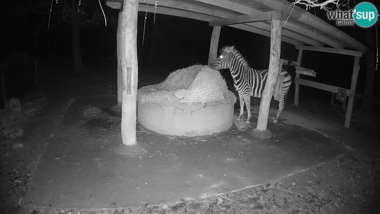 Live webcam Les zèbres in Ljubljana ZOO – Slovénie
