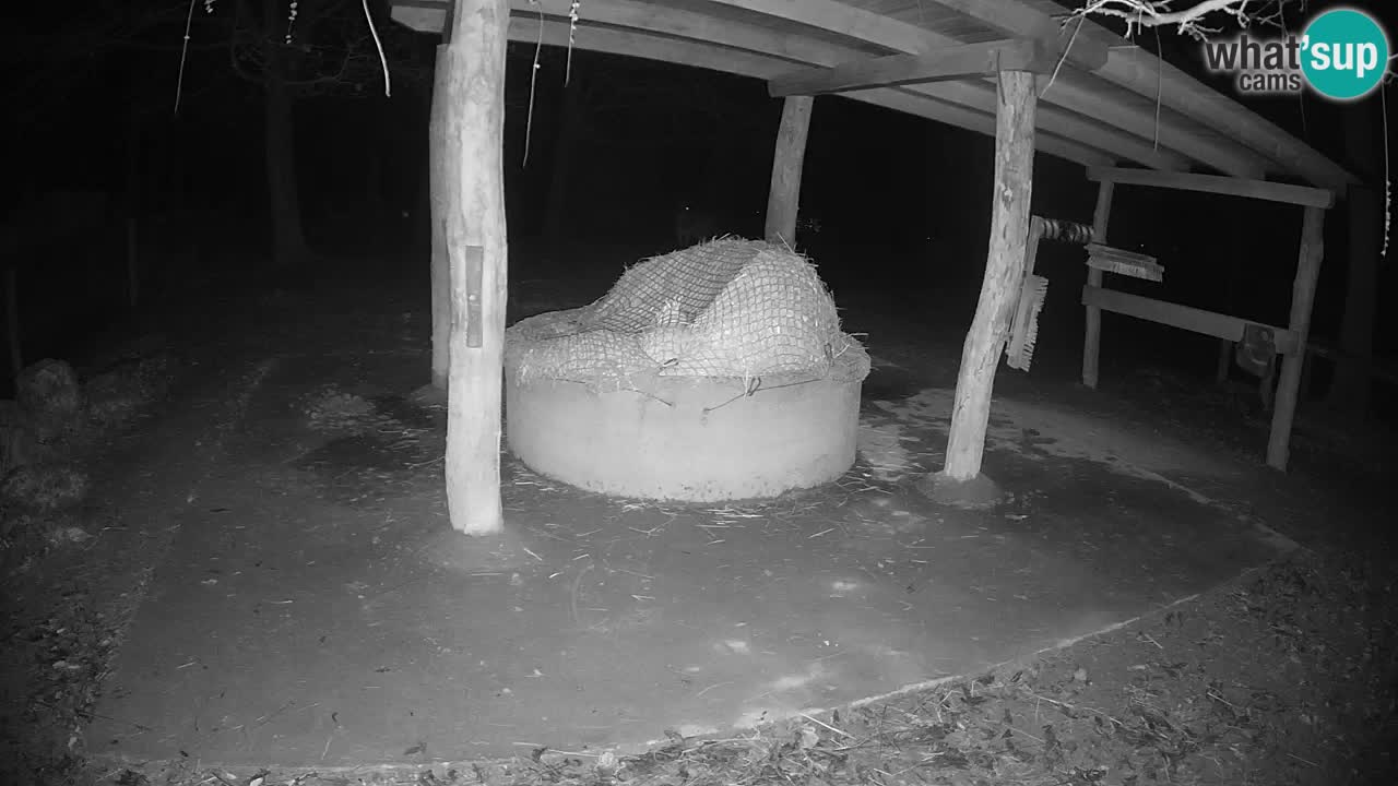 Camera en vivo Cebras in Ljubljana ZOO – Eslovenia