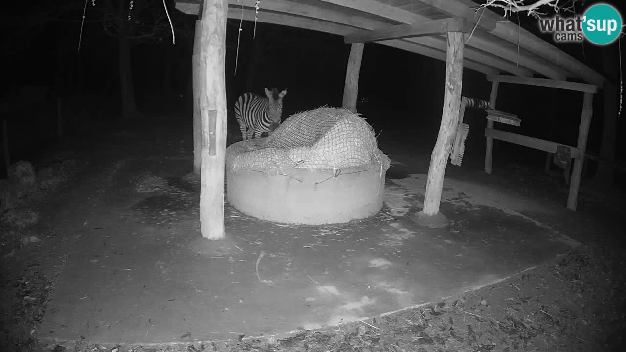 Live webcam Zebras in Ljubljana ZOO – Slovenia
