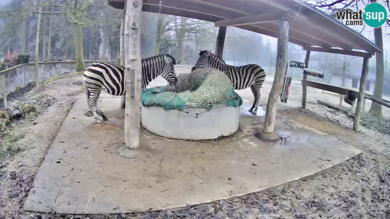 Live webcam Zebras in Ljubljana ZOO – Slovenia