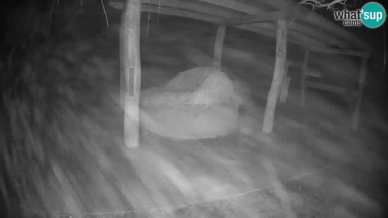 Live webcam Zebras in Ljubljana ZOO – Slovenia