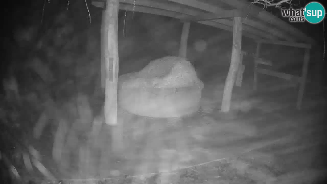 Live webcam Zebras in Ljubljana ZOO – Slovenia