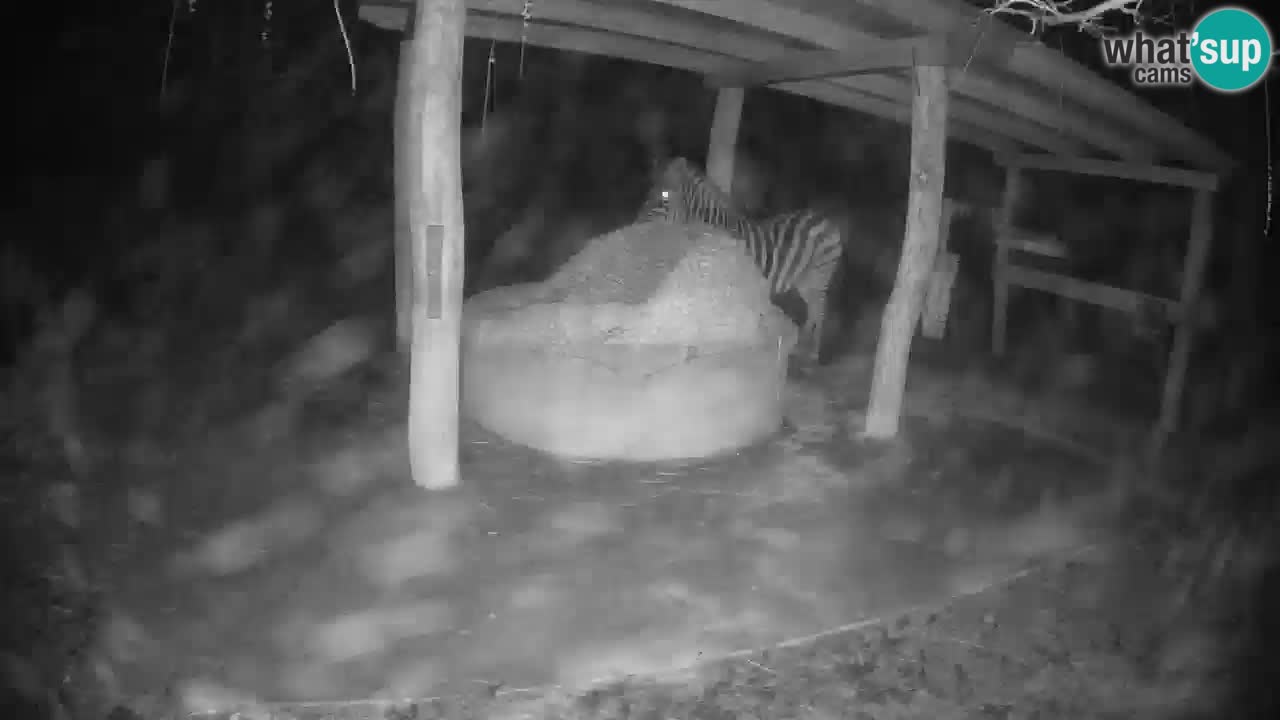 Live webcam Zebras in Ljubljana ZOO – Slovenia