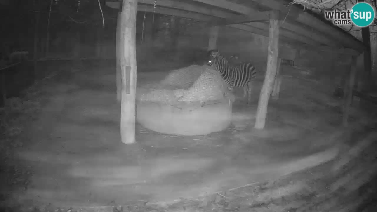 Web kamera uživo Zebras u ZOO Ljubljana – Slovenija