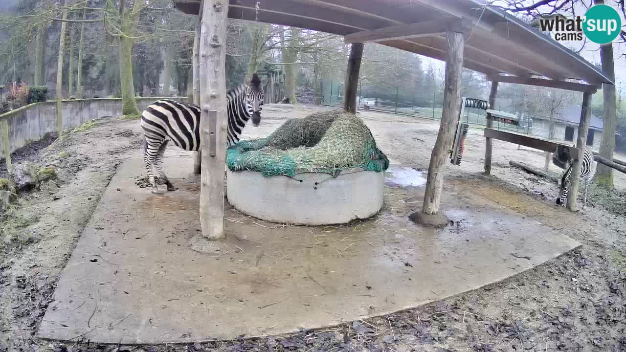 Web kamera uživo Zebras u ZOO Ljubljana – Slovenija
